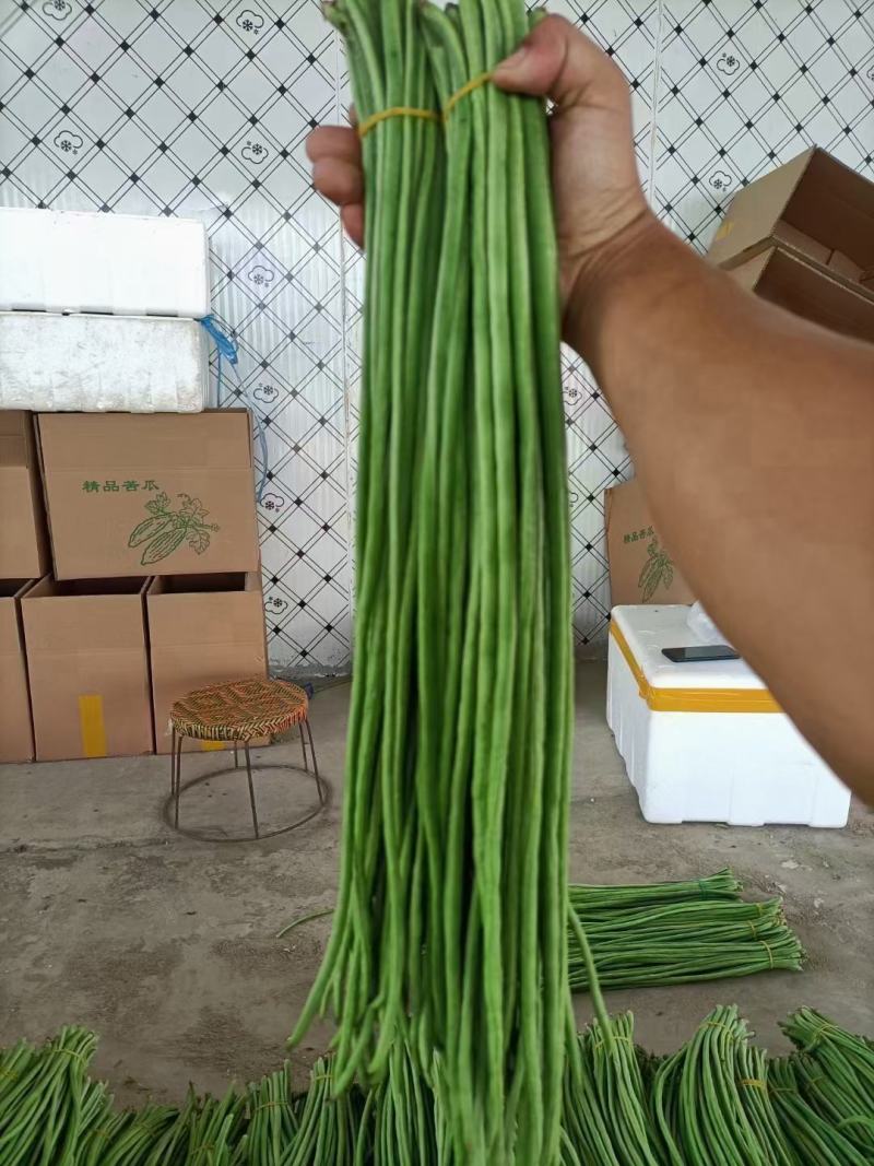 河北邯郸长豆角，细长，颜色绿，欢迎全国各地老板采购
