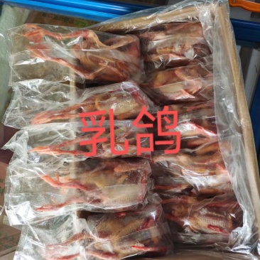 乳鸽干冰质量好价格不贵