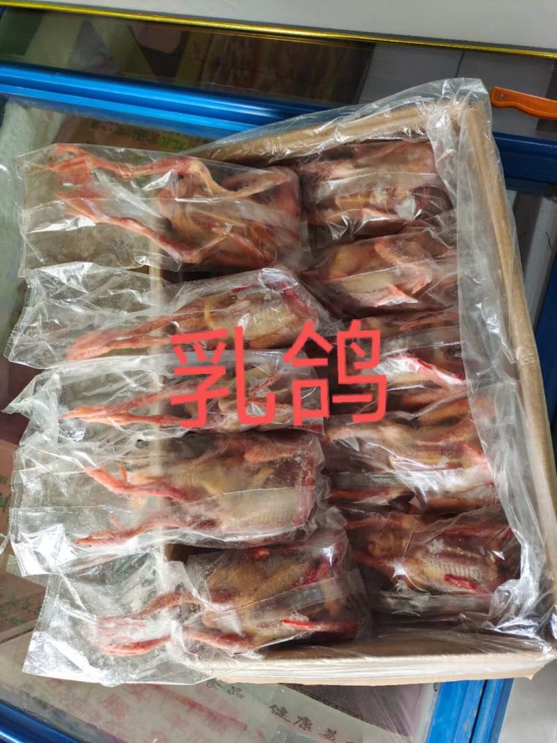 乳鸽干冰质量好价格不贵