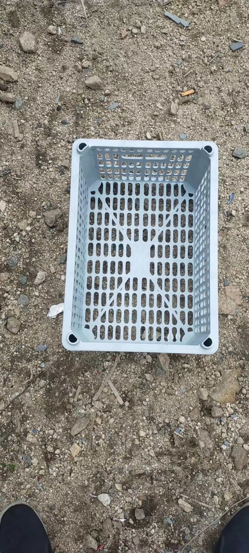 水果箱