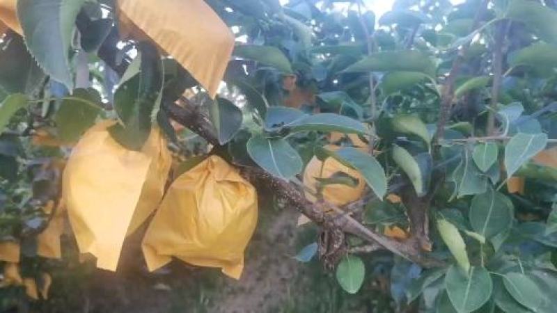 绿黄金上市，口感甜脆多汁，要的抓紧时间了