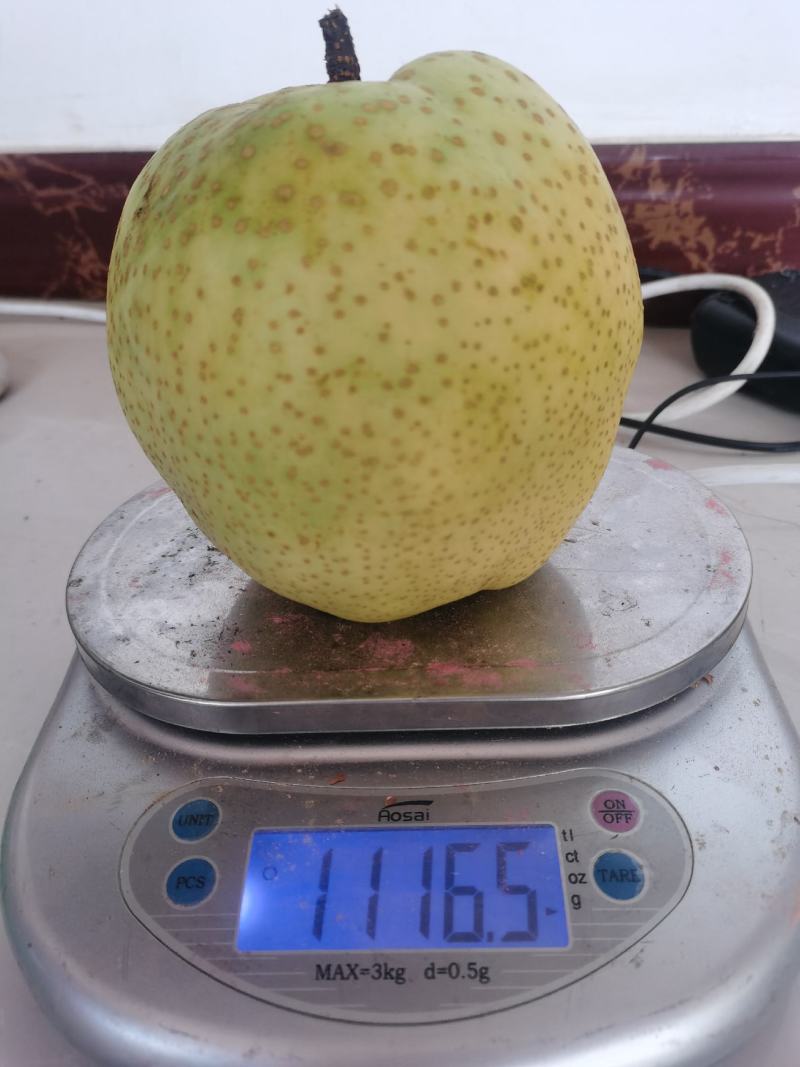 绿黄金上市，口感甜脆多汁，要的抓紧时间了