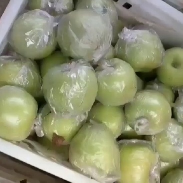 大量膜袋，纸袋金帅苹果上市