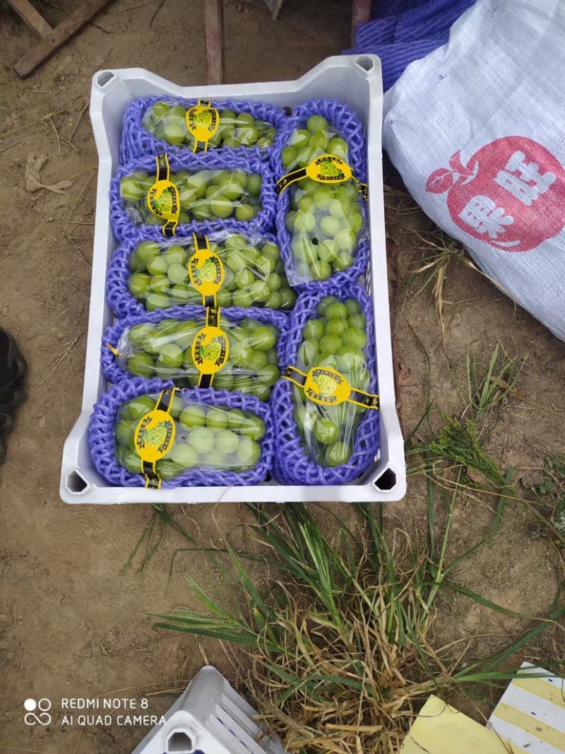 山西产地阳光玫瑰葡萄，精品葡萄大量上市，产地直供