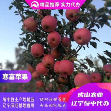 绥中寒富苹果主产区颜色上好了,现货皮毛亮好,优质实力代办