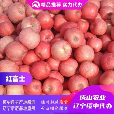 绥中红富士苹果主产区,70mm起步条红,优质货源实力代办