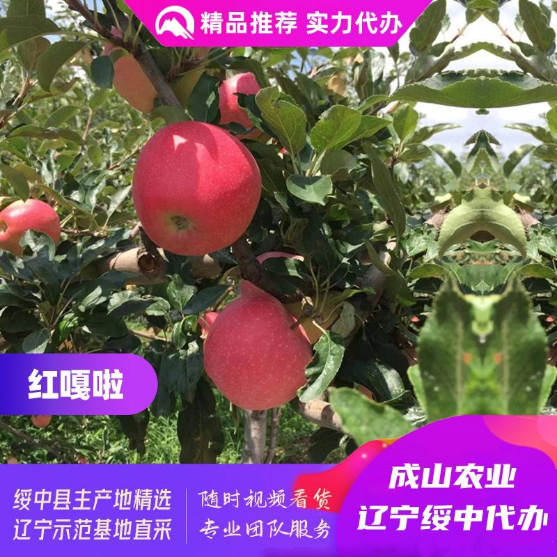 绥中红嘎啦苹果，旮旯苹果主产区，70起步全条红，优质货源