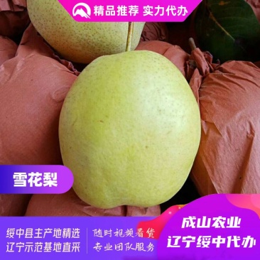 绥中雪花梨主产区,优质货源,实力代办,生鲜商超优质供货商
