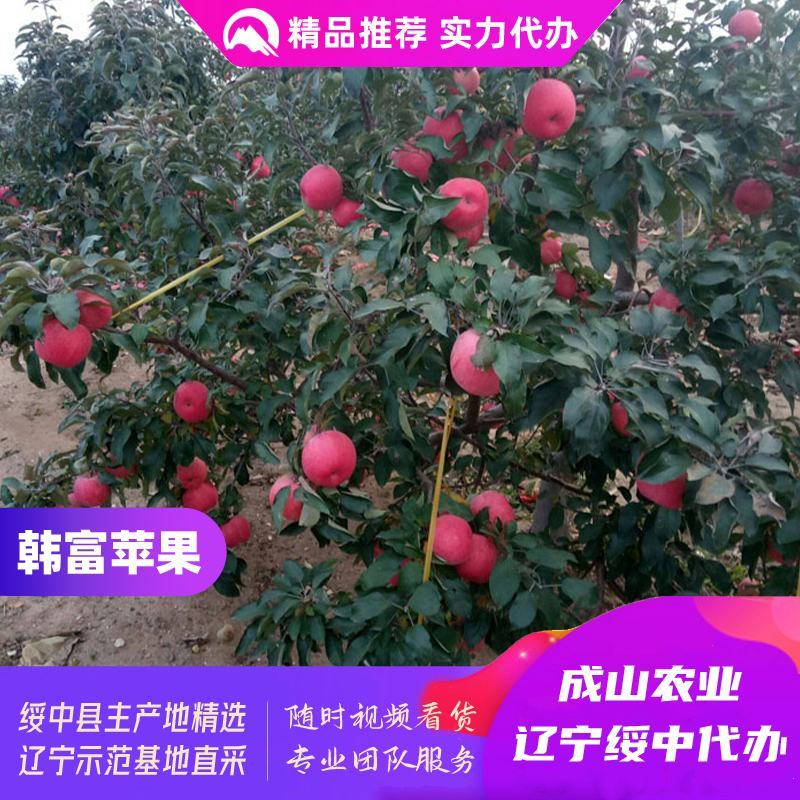 绥中韩富苹果主产区颜色上好了，现货皮毛亮好，优质实力代办