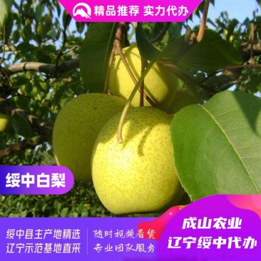 绥中白梨主产区,128起步,光果,优质货源,诚信实力代办