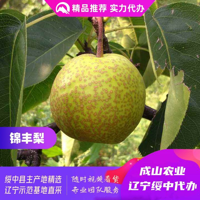 绥中锦丰梨主产区，光果，优质货源，实力代办，生鲜商超优选