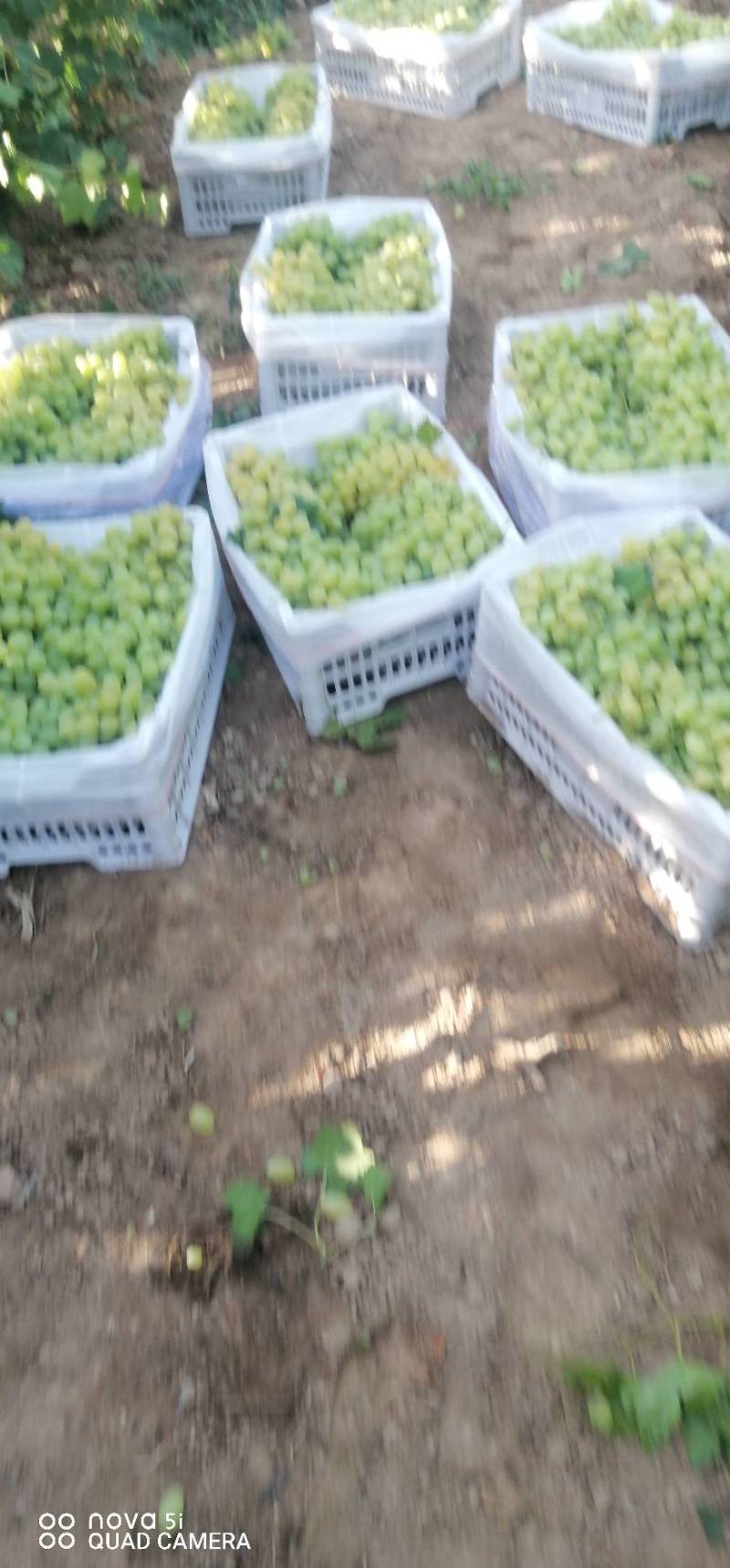 维多利亚葡萄，粒大，口感好