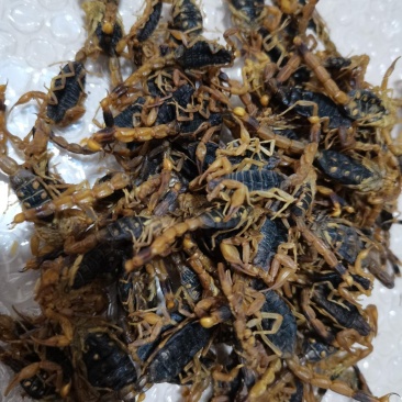 蝎子