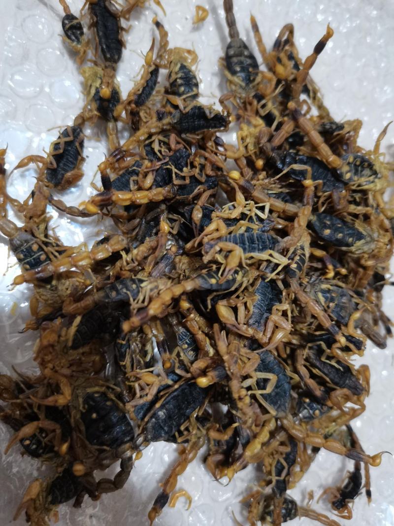 蝎子
