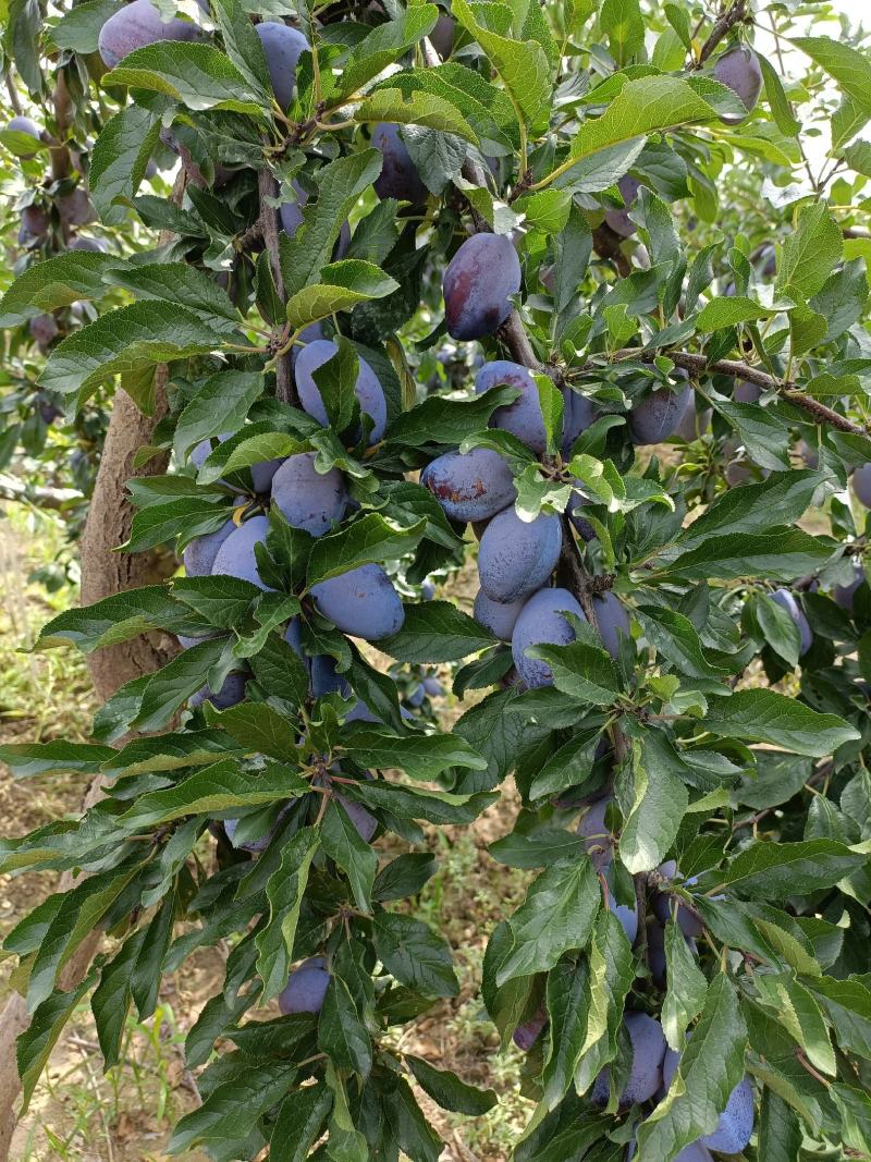 蓝西梅李子，精品蓝西梅李子批发，蓝西梅产地