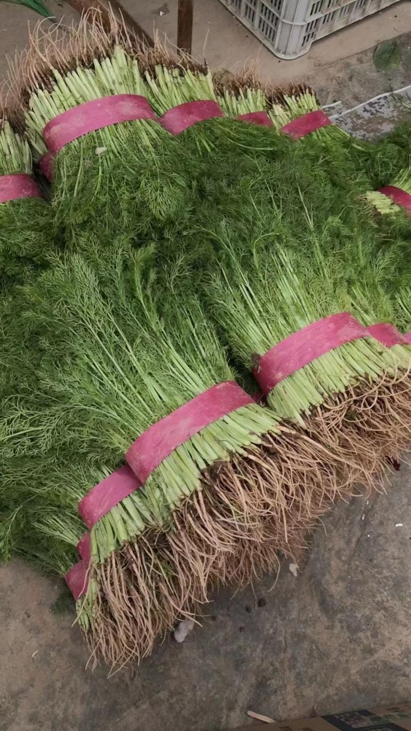 河北邯郸茴香苗，颜色绿，叶片厚，欢迎老板采购