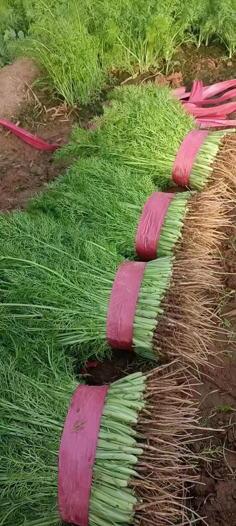 河北邯郸茴香苗，颜色绿，叶片厚，欢迎老板采购