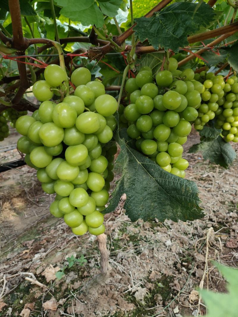 阳光玫瑰
