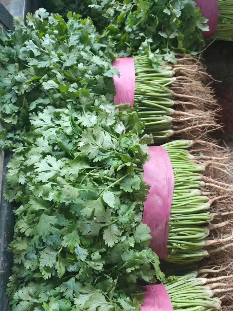 河北邯郸香菜，颜色绿，叶片厚，欢迎全国商超合作