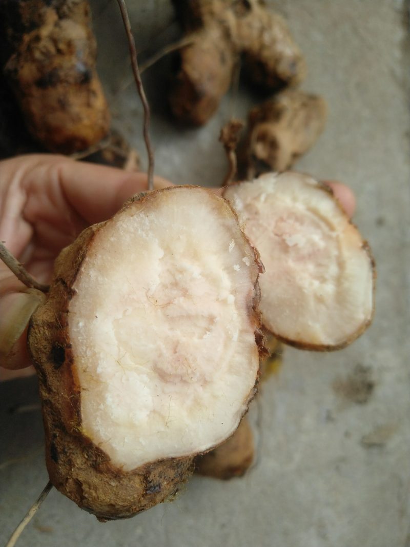 广西中药野生土茯苓，冷饭团包邮