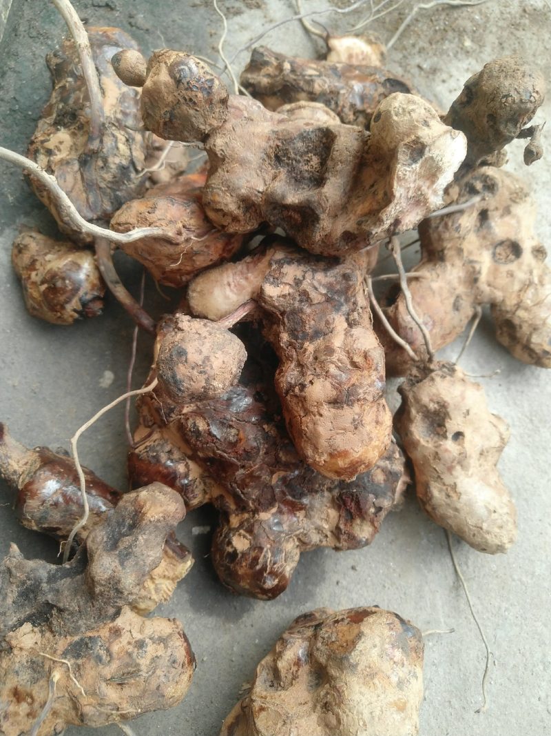 广西中药野生土茯苓，冷饭团包邮
