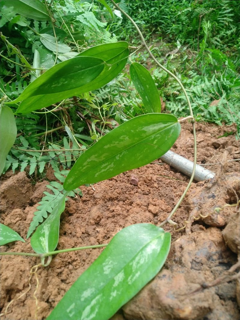 广西中药野生土茯苓，冷饭团包邮