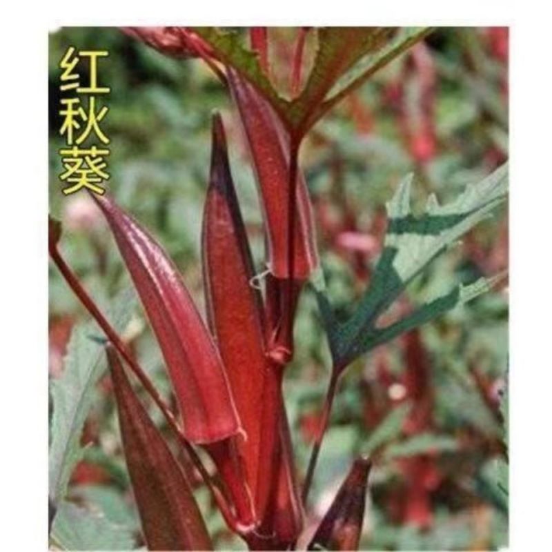 黄秋葵种子绿秋葵籽水果秋葵春播四季庭院大面积高产