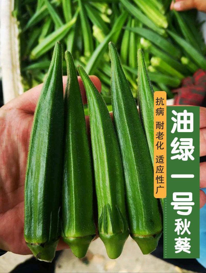 黄秋葵种子绿秋葵籽水果秋葵春播四季庭院大面积高产
