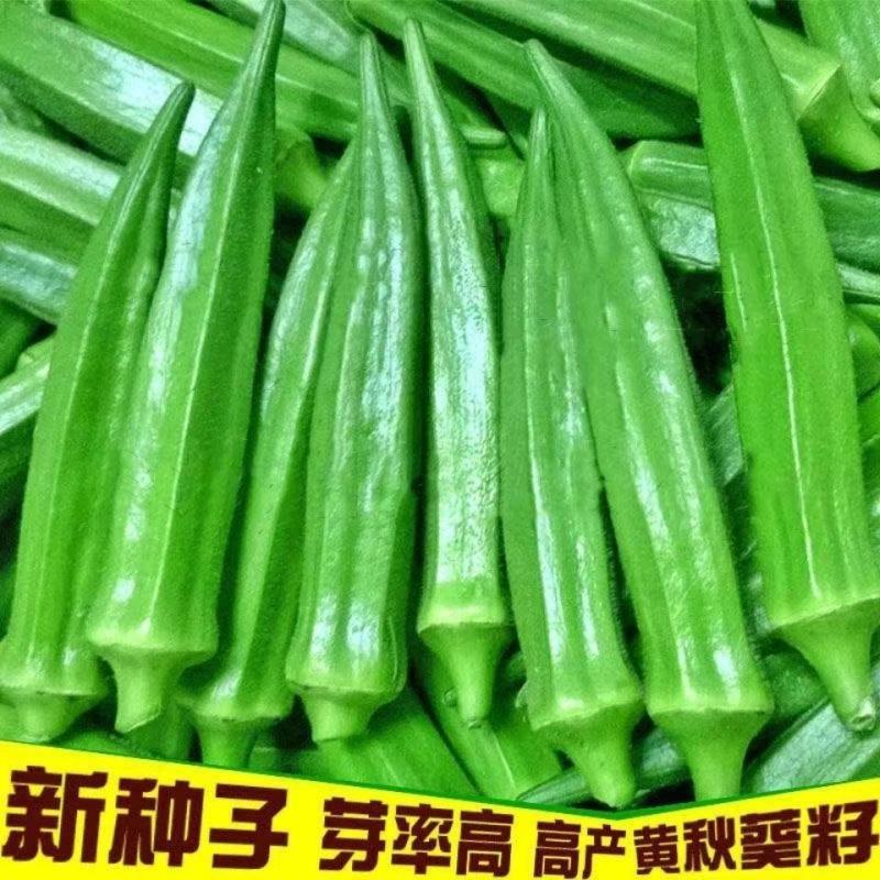 黄秋葵种子绿秋葵籽水果秋葵春播四季庭院大面积高产