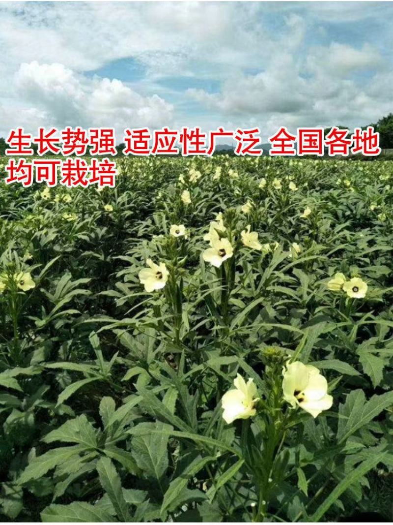 黄秋葵种子绿秋葵籽水果秋葵春播四季庭院大面积高产