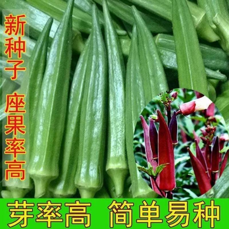 黄秋葵种子绿秋葵籽水果秋葵春播四季庭院大面积高产