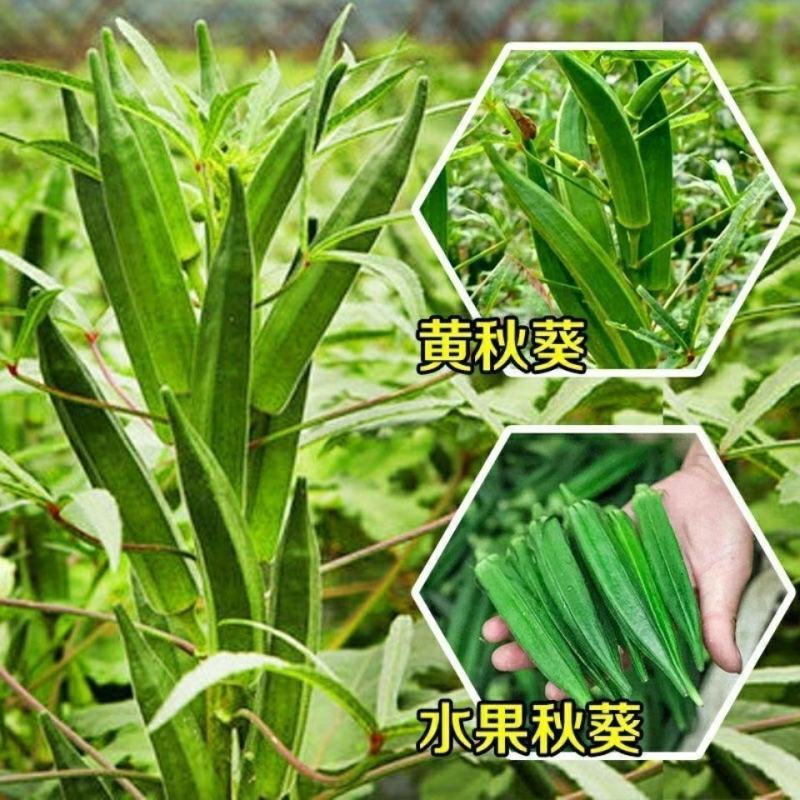 黄秋葵种子绿秋葵籽水果秋葵春播四季庭院大面积高产