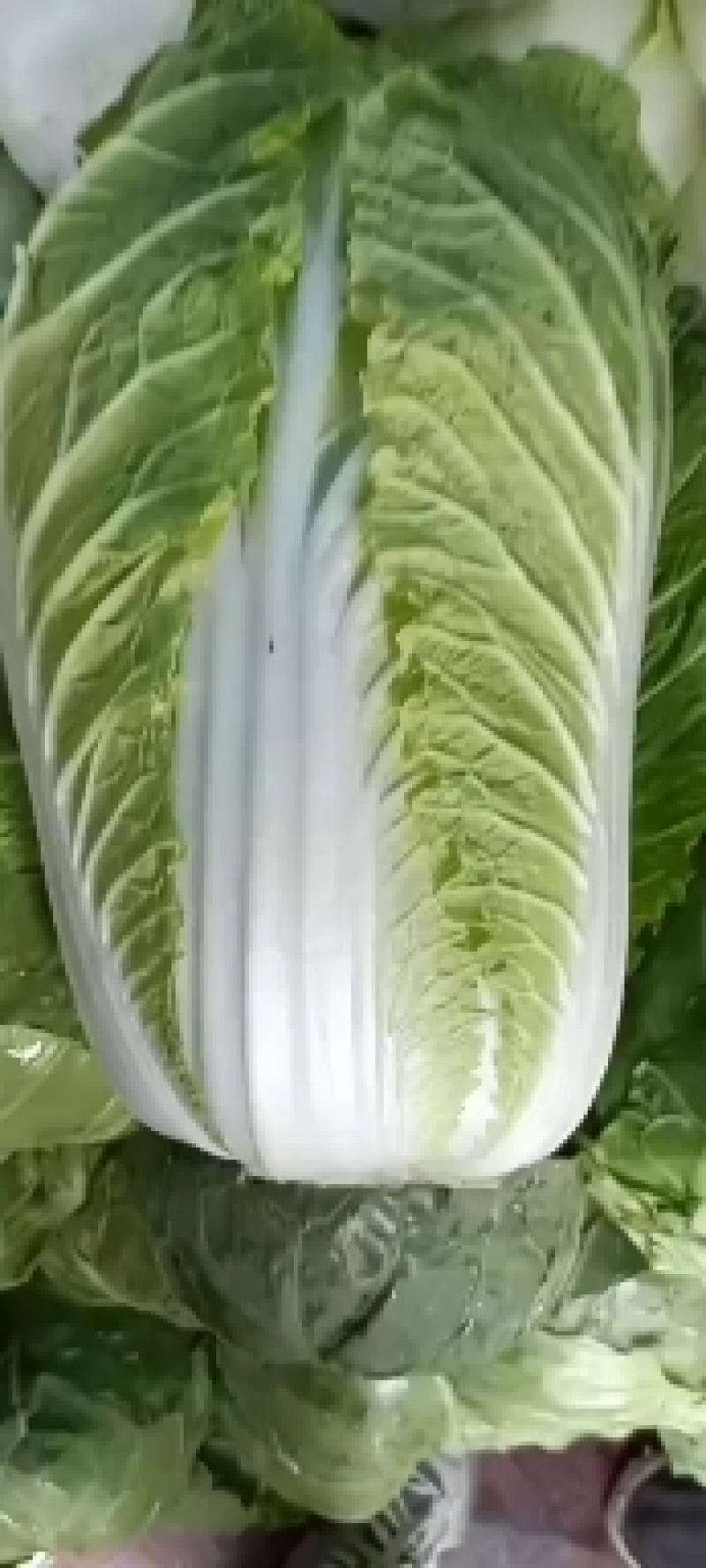 黄心菜白菜净菜，大包心菜，酸菜厂可发货，