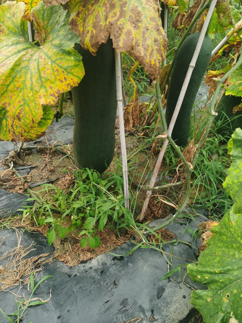 陆地吊冬瓜