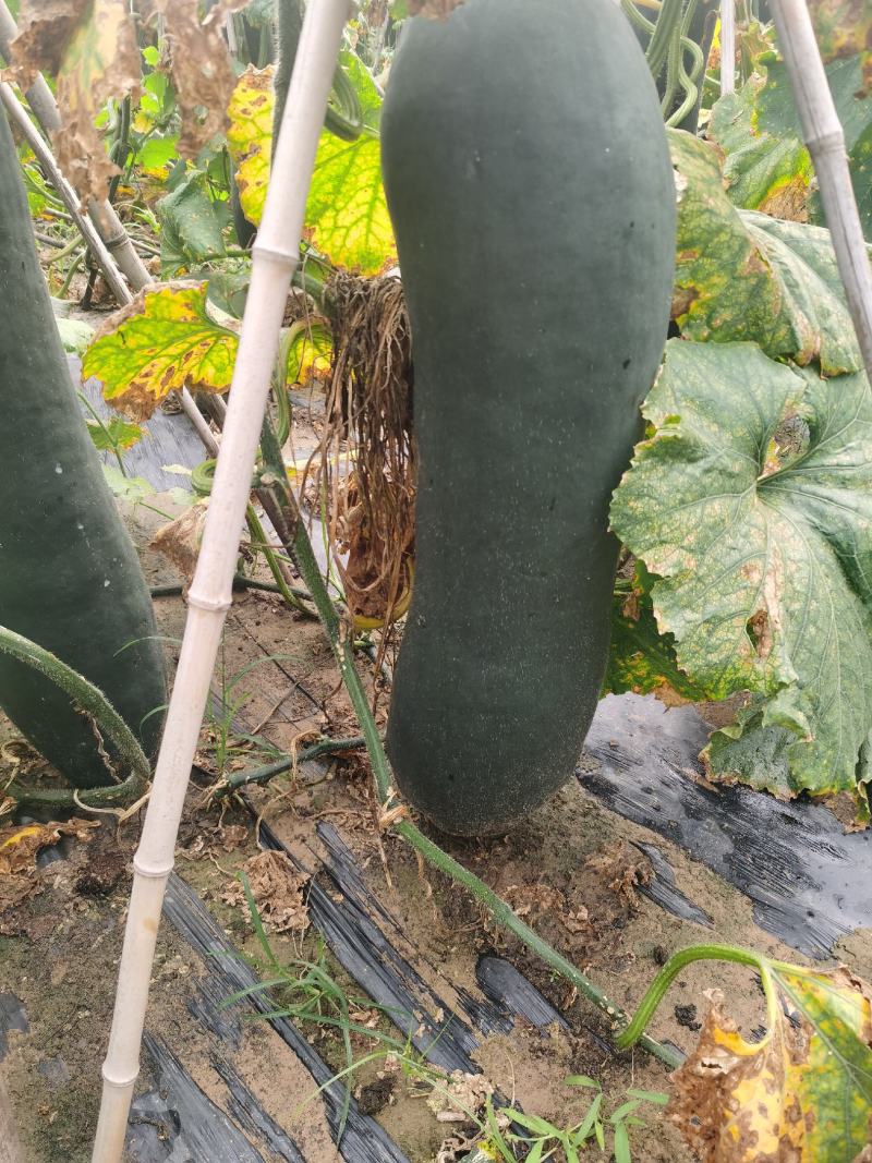 陆地吊冬瓜