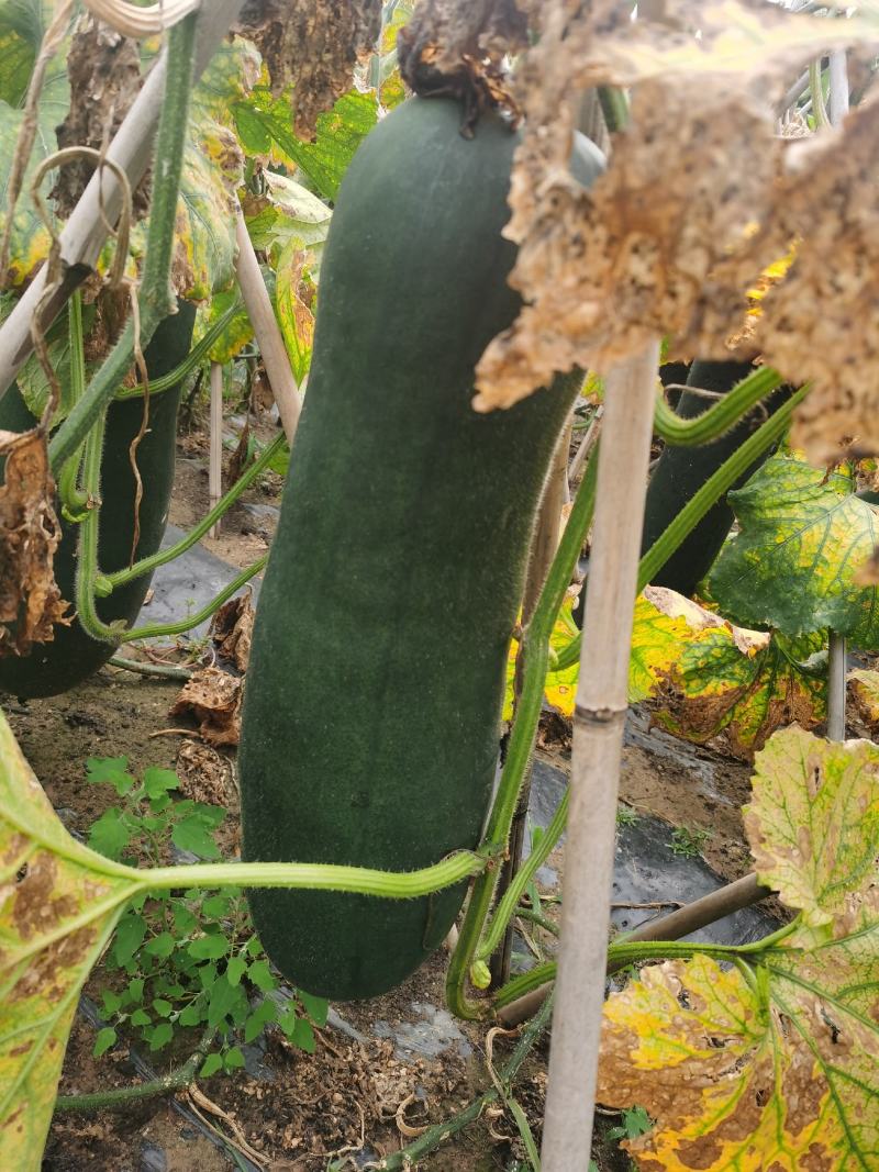 陆地吊冬瓜
