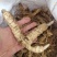 东北鸡头黄精大量产新，产地一手货源，品质保证。