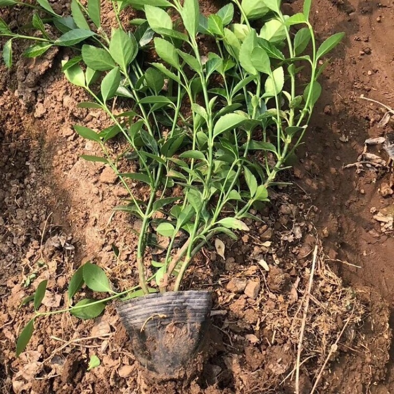 卫矛，冬红卫矛，胶东卫矛，一手货源，基地直发