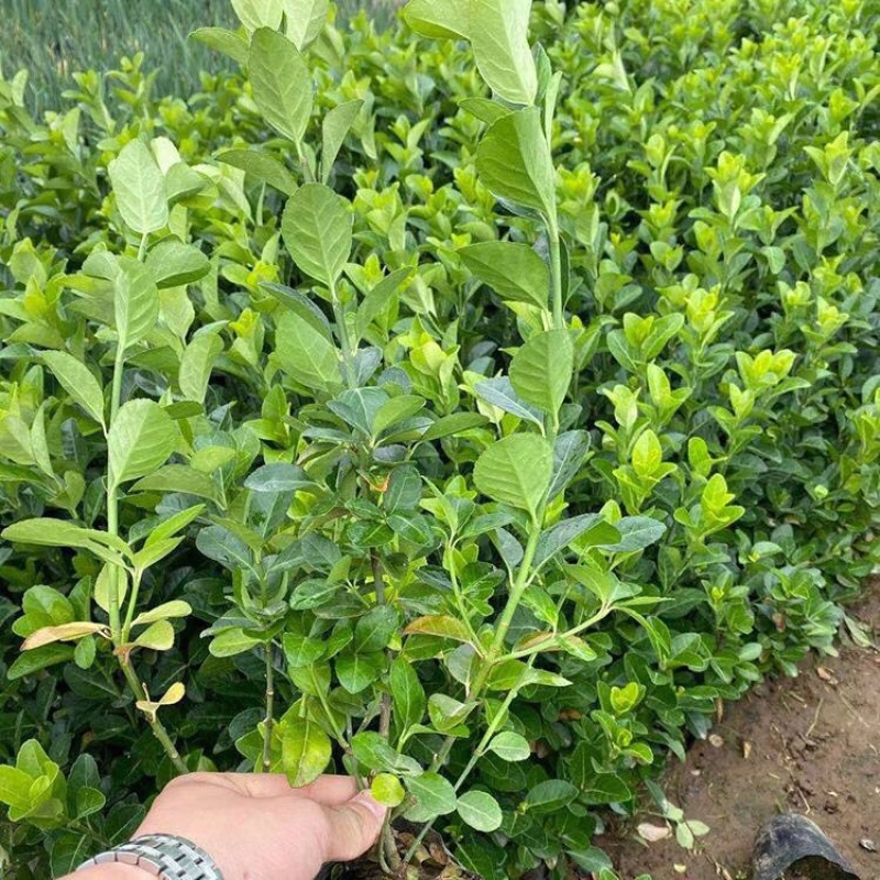 卫矛，冬红卫矛，胶东卫矛，一手货源，基地直发