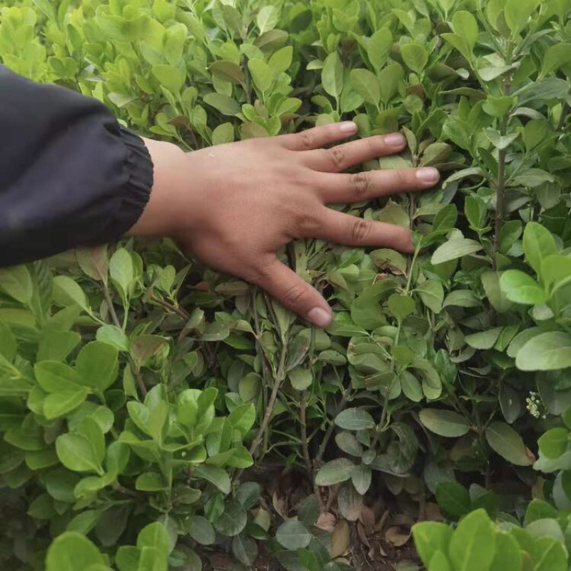 卫矛，冬红卫矛，胶东卫矛，一手货源，基地直发