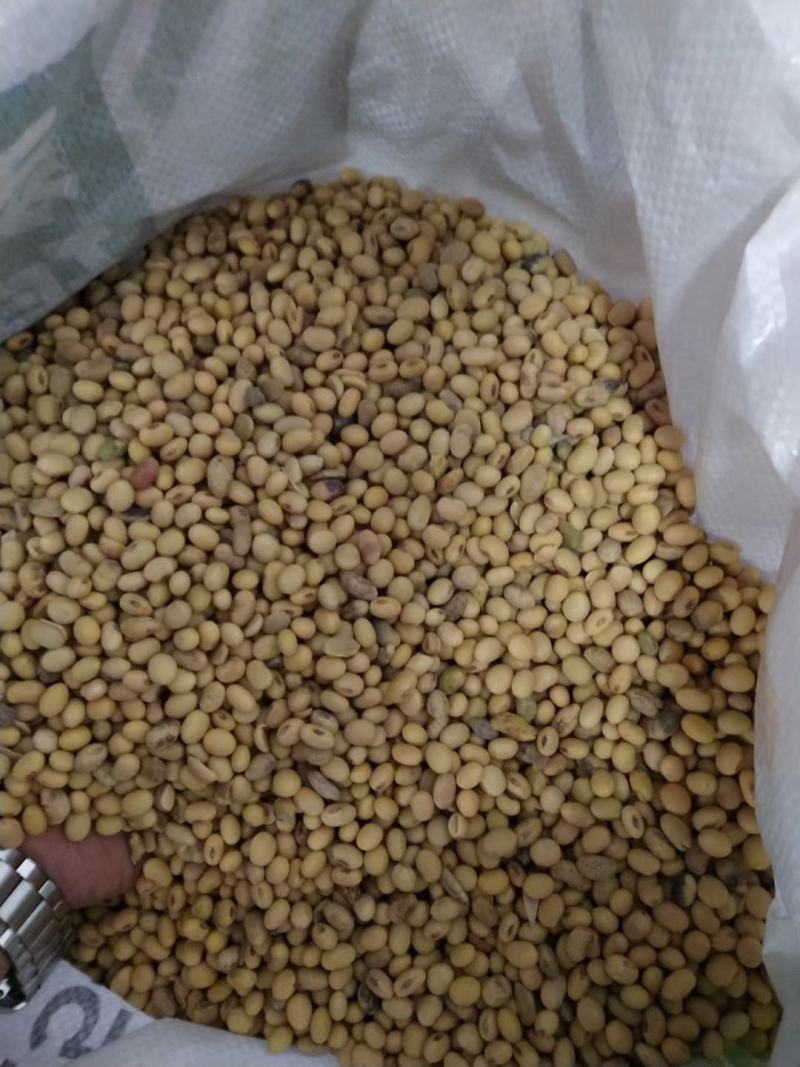 黄豆