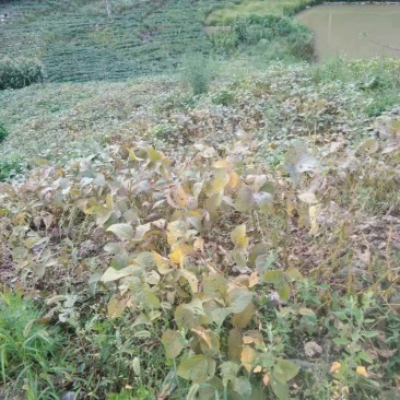 黄豆