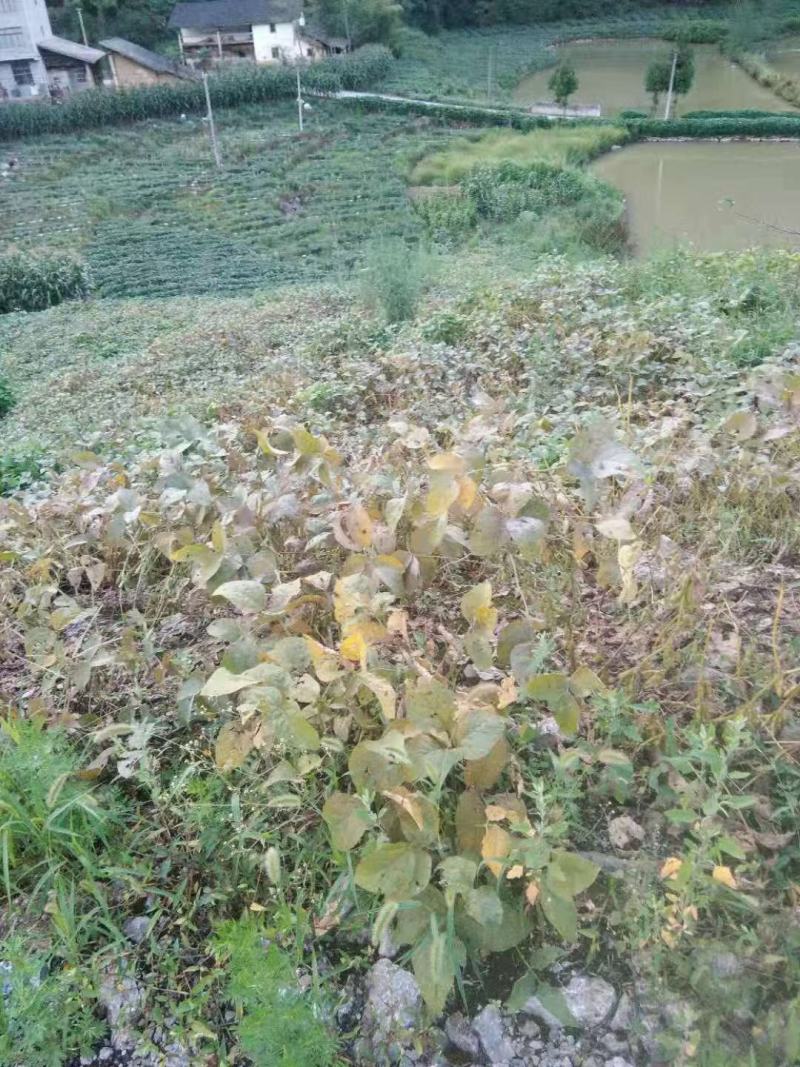 黄豆