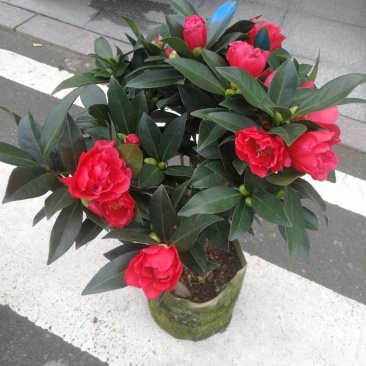 四季茶花四季山茶花茶七芯茶花盆栽四季茶花四季杜鹃茶花