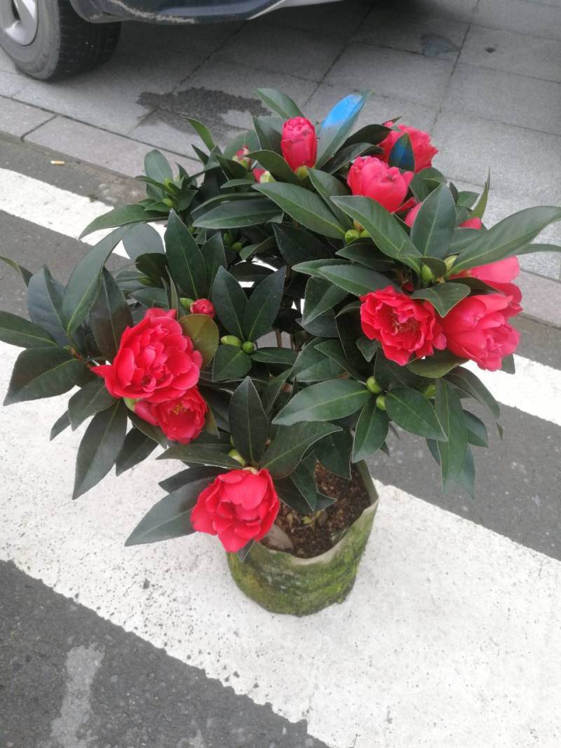四季茶花四季山茶花茶七芯茶花盆栽四季茶花四季杜鹃茶花