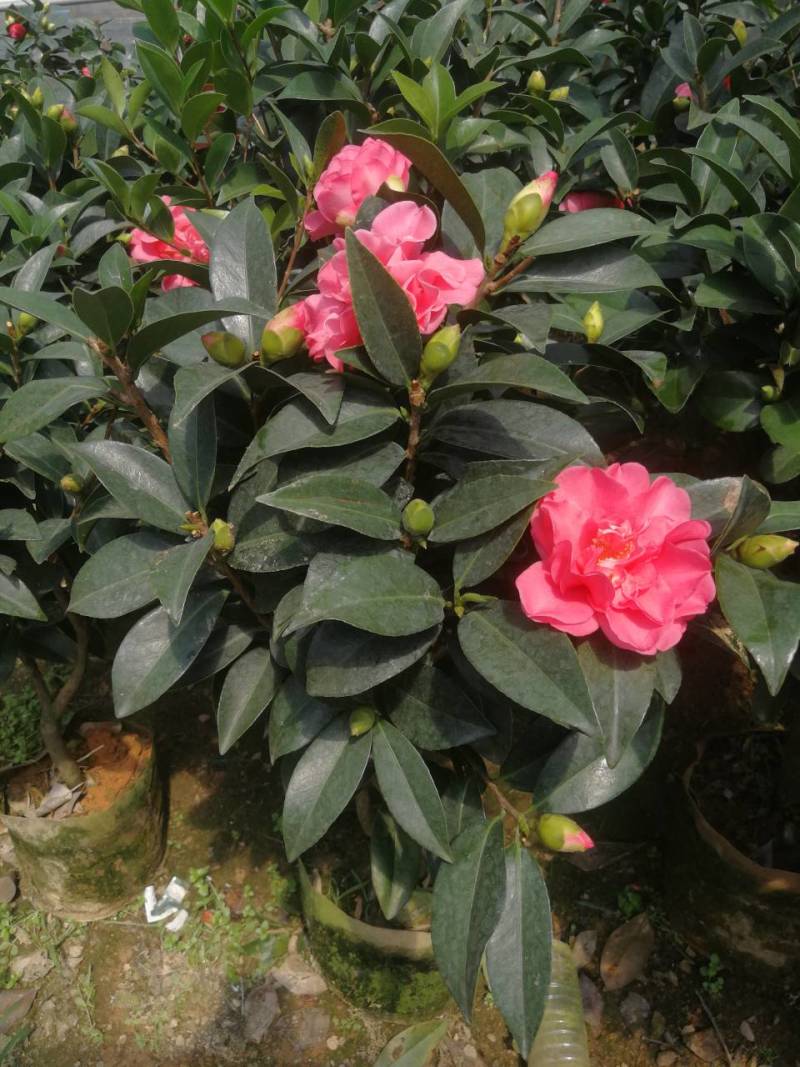四季茶花四季山茶花茶七芯茶花盆栽四季茶花四季杜鹃茶花