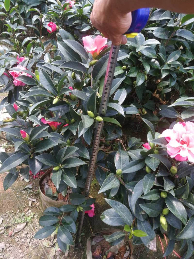 四季茶花四季山茶花茶七芯茶花盆栽四季茶花四季杜鹃茶花