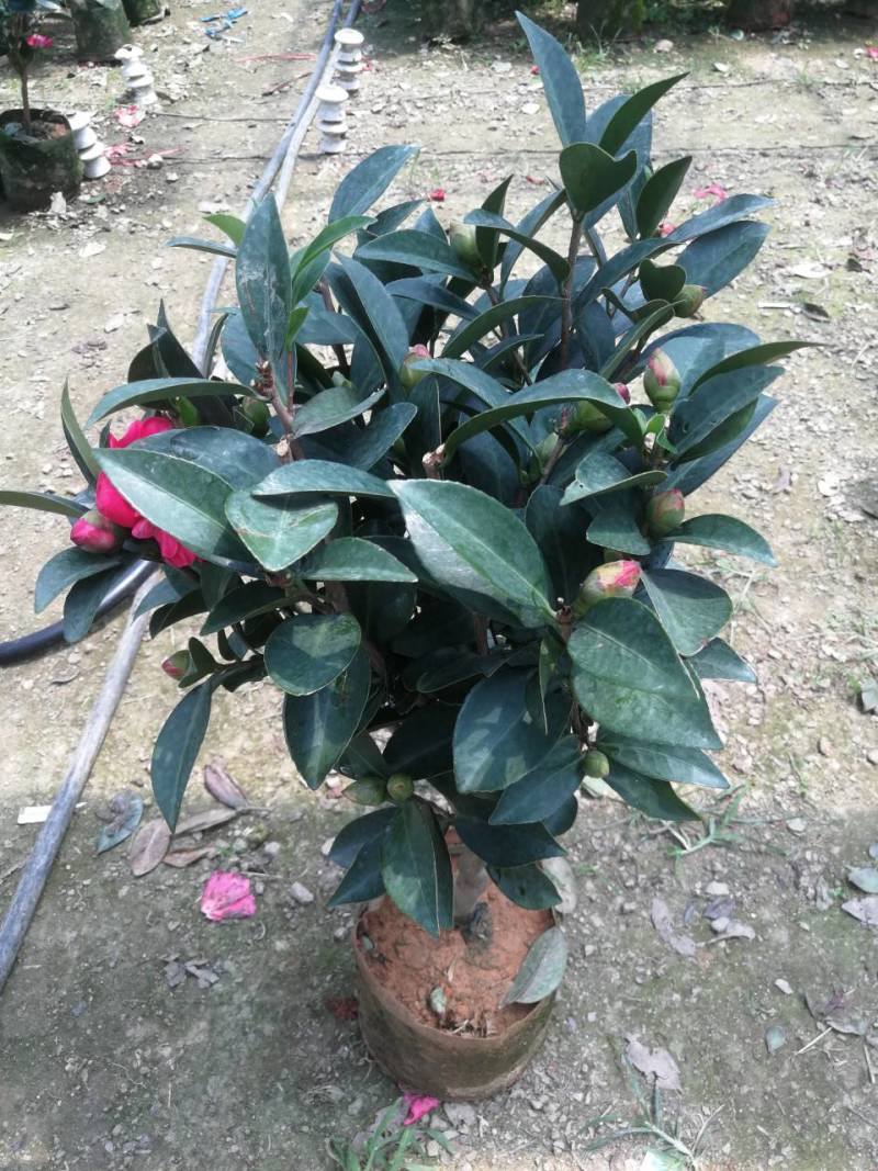 四季茶花四季山茶花茶七芯茶花盆栽四季茶花四季杜鹃茶花