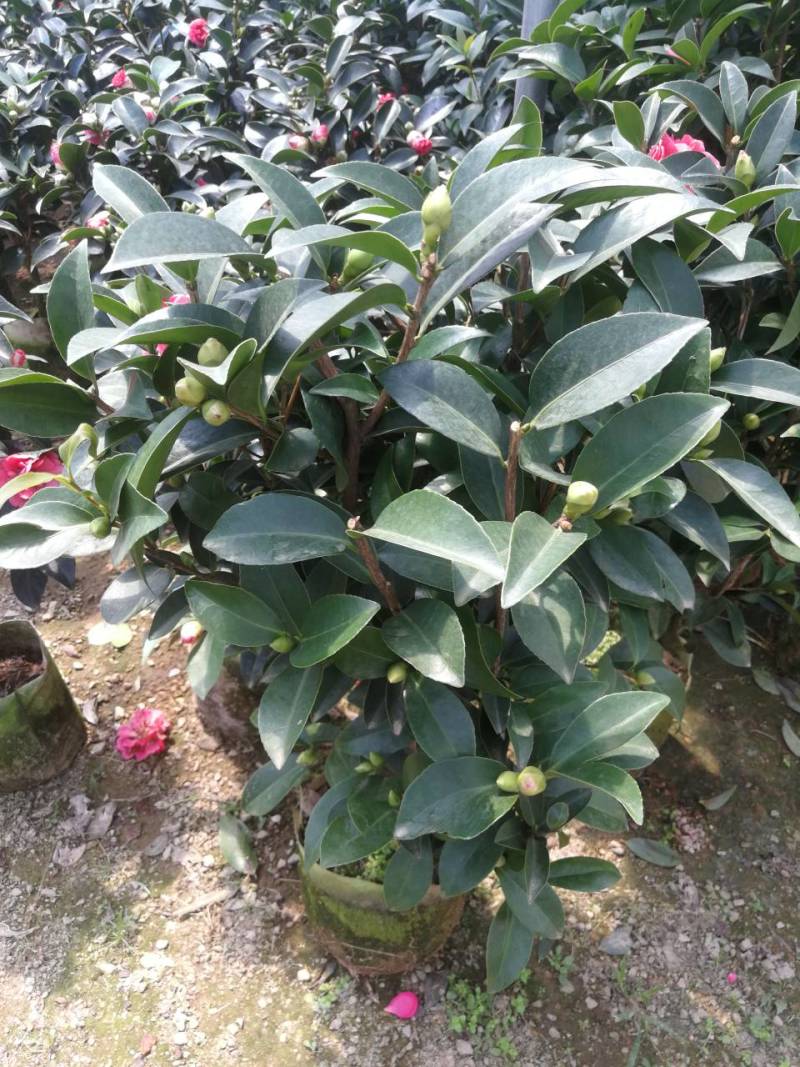 四季茶花四季山茶花茶七芯茶花盆栽四季茶花四季杜鹃茶花