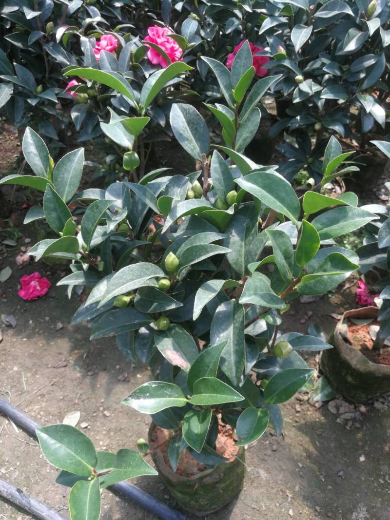 四季茶花四季山茶花茶七芯茶花盆栽四季茶花四季杜鹃茶花